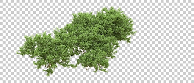 Bosque verde aislado en el fondo Ilustración de renderización 3D