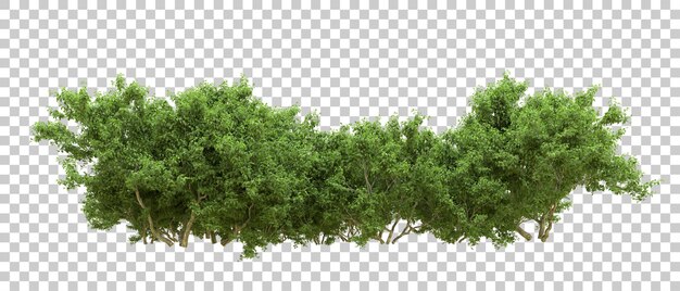 Bosque verde aislado en el fondo Ilustración de renderización 3D