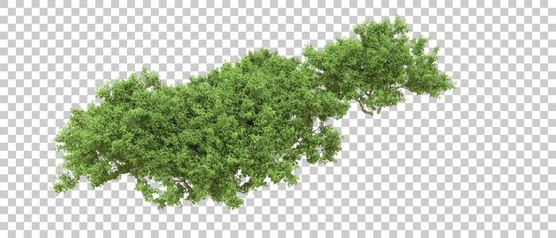 Bosque verde aislado en el fondo Ilustración de renderización 3D