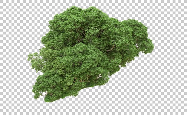 Bosque verde aislado en el fondo Ilustración de renderización 3D