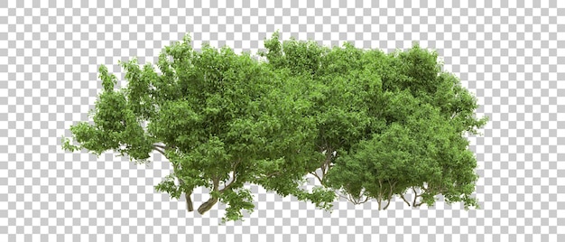 Bosque verde aislado en el fondo Ilustración de renderización 3D