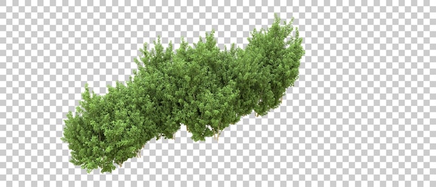 Bosque verde aislado en el fondo Ilustración de renderización 3D