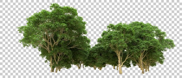 Bosque verde aislado en el fondo Ilustración de renderización 3D