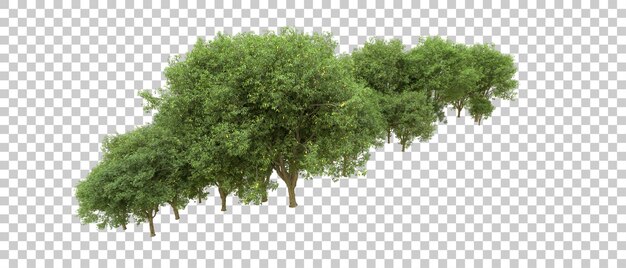 Bosque verde aislado en el fondo Ilustración de renderización 3D