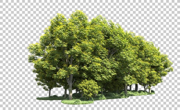 Bosque verde aislado en el fondo Ilustración de renderización 3D