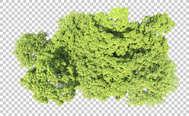 Bosque verde aislado en el fondo Ilustración de renderización 3D