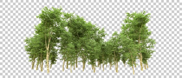 Bosque verde aislado en el fondo Ilustración de renderización 3D