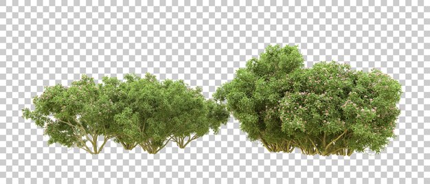 Bosque verde aislado en el fondo Ilustración de renderización 3D