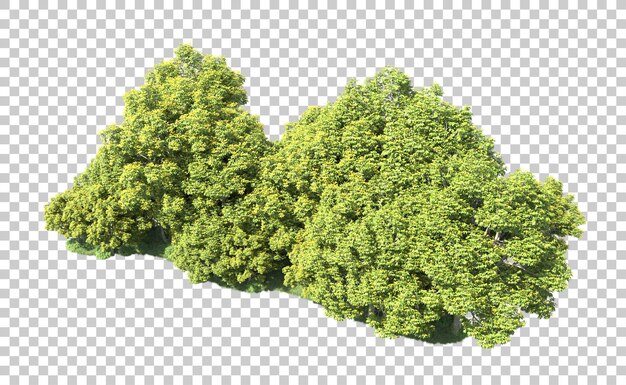 Bosque verde aislado en el fondo Ilustración de renderización 3D