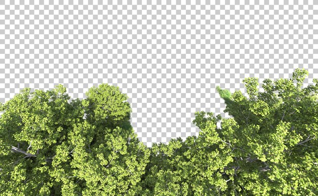 PSD bosque verde aislado en el fondo ilustración de renderización 3d