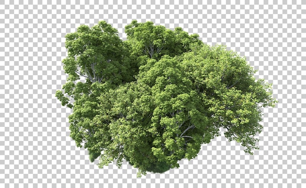 Bosque verde aislado en el fondo Ilustración de renderización 3D