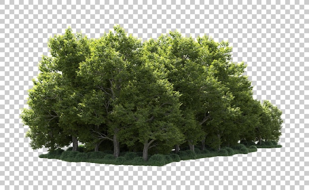 Bosque verde aislado en el fondo Ilustración de renderización 3D