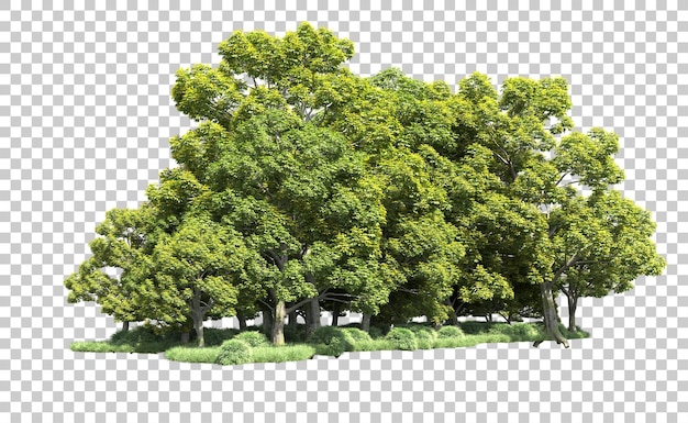 Bosque verde aislado en el fondo Ilustración de renderización 3D
