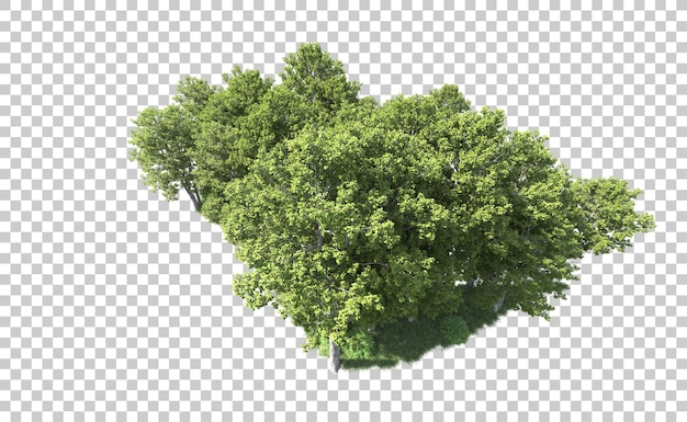 Bosque verde aislado en el fondo Ilustración de renderización 3D