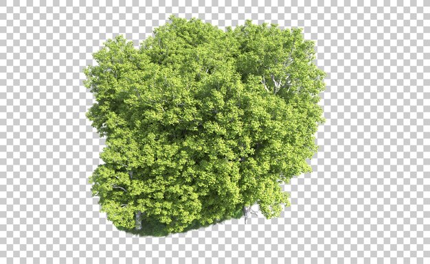 Bosque verde aislado en el fondo Ilustración de renderización 3D