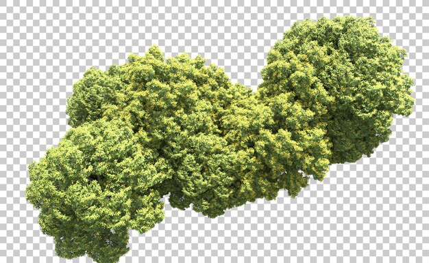 Bosque verde aislado en el fondo Ilustración de renderización 3D