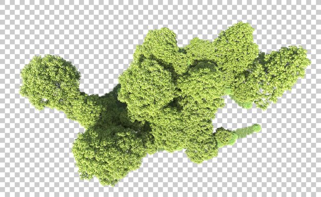 Bosque verde aislado en el fondo Ilustración de renderización 3D