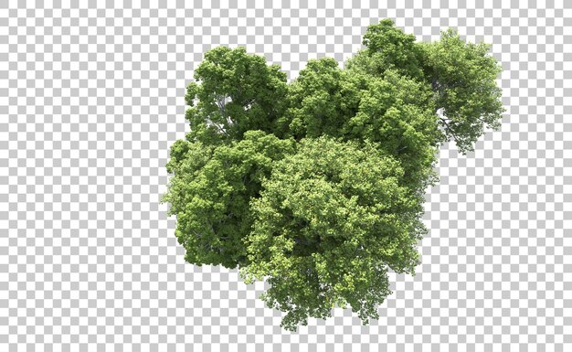 Bosque verde aislado en el fondo Ilustración de renderización 3D