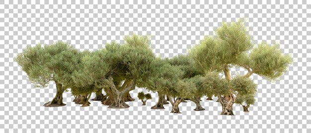 Bosque verde aislado en el fondo Ilustración de renderización 3D