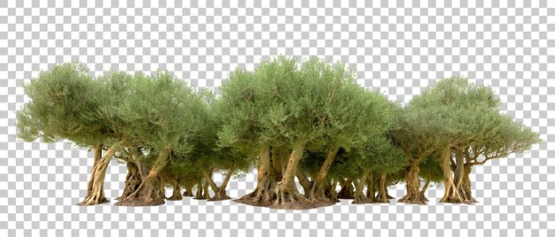 Bosque verde aislado en el fondo Ilustración de renderización 3D