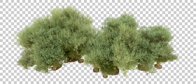 PSD bosque verde aislado en el fondo ilustración de renderización 3d