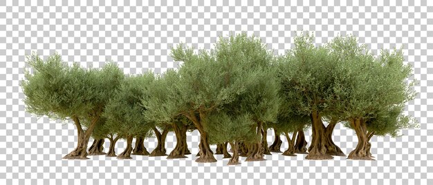 PSD bosque verde aislado en el fondo ilustración de renderización 3d