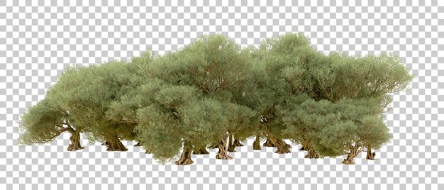 Bosque verde aislado en el fondo Ilustración de renderización 3D