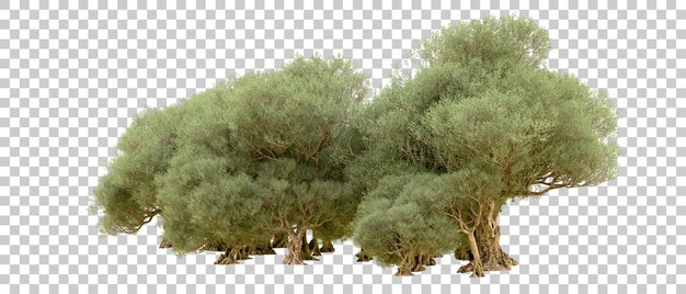 Bosque verde aislado en el fondo Ilustración de renderización 3D