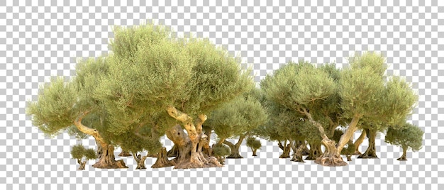 PSD bosque verde aislado en el fondo ilustración de renderización 3d