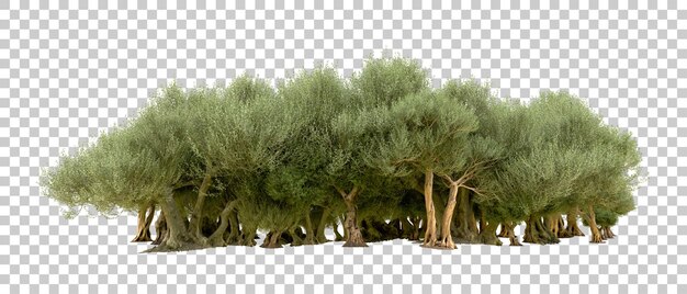 Bosque verde aislado en el fondo ilustración de renderización 3d