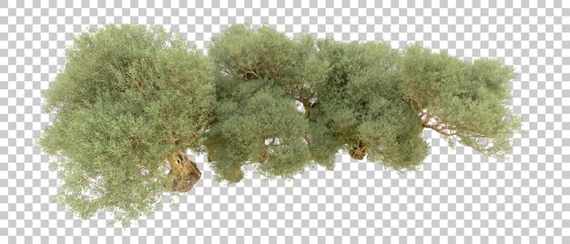 PSD bosque verde aislado en el fondo ilustración de renderización 3d