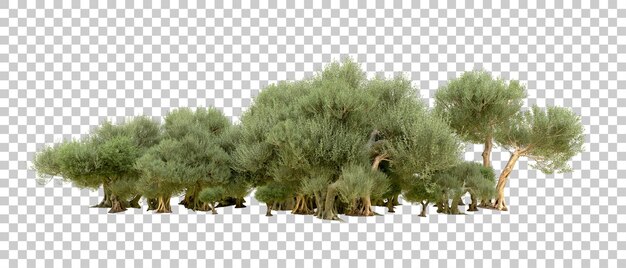 PSD bosque verde aislado en el fondo ilustración de renderización 3d