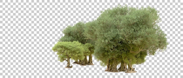 PSD bosque verde aislado en el fondo ilustración de renderización 3d