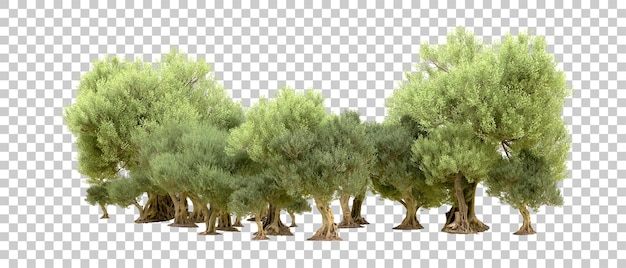 PSD bosque verde aislado en el fondo ilustración de renderización 3d