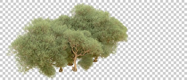 Bosque verde aislado en el fondo ilustración de renderización 3d