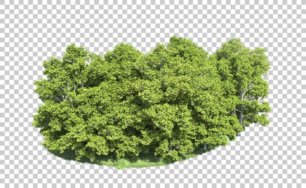 PSD bosque verde aislado en el fondo ilustración de renderización 3d