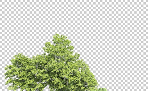 Bosque verde aislado en el fondo Ilustración de renderización 3D