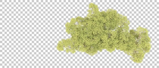 Bosque verde aislado en el fondo Ilustración de renderización 3D