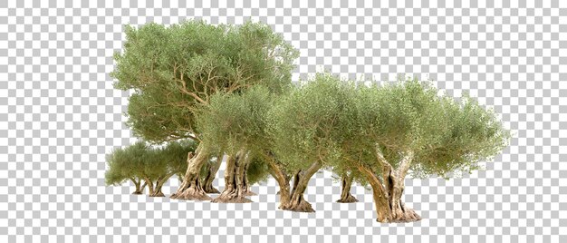 Bosque verde aislado en el fondo Ilustración de renderización 3D