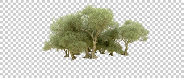 Bosque verde aislado en el fondo Ilustración de renderización 3D