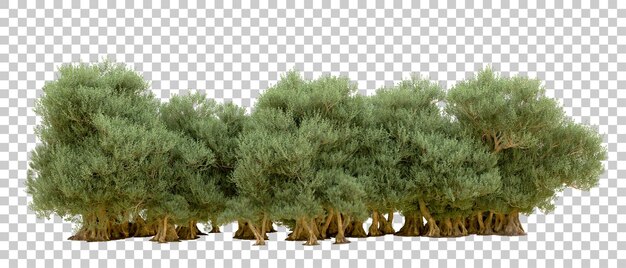 Bosque verde aislado en el fondo Ilustración de renderización 3D
