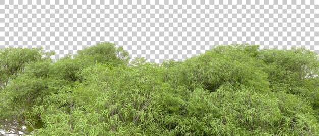 Bosque verde aislado en el fondo Ilustración de renderización 3D
