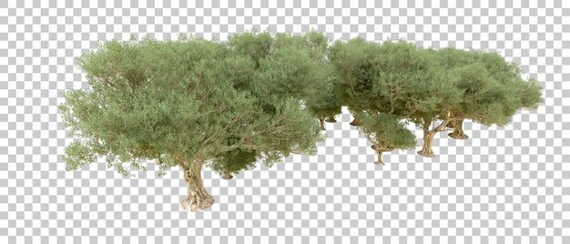 Bosque verde aislado en el fondo Ilustración de renderización 3D