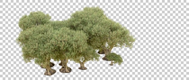 Bosque verde aislado en el fondo Ilustración de renderización 3D