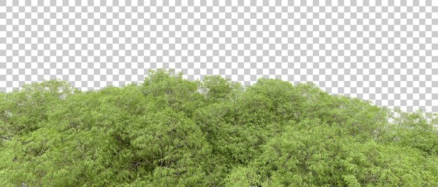 Bosque verde aislado en el fondo Ilustración de renderización 3D