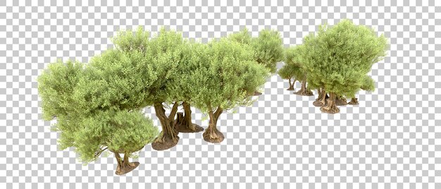 Bosque verde aislado en el fondo Ilustración de renderización 3D