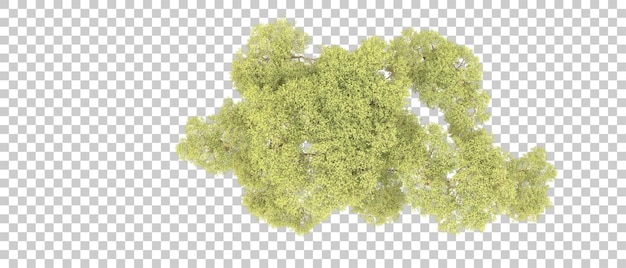 Bosque verde aislado en el fondo Ilustración de renderización 3D