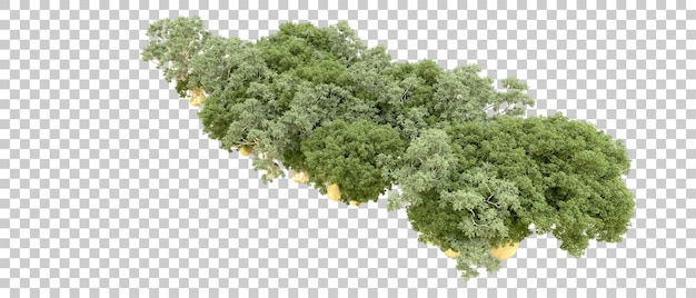 Bosque verde aislado en el fondo Ilustración de renderización 3D