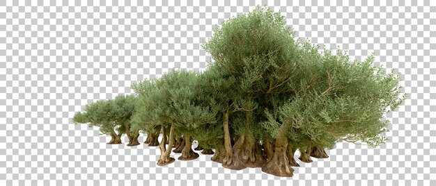 Bosque verde aislado en el fondo Ilustración de renderización 3D