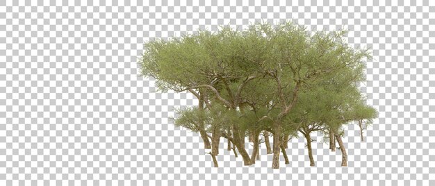 Bosque verde aislado en el fondo Ilustración de renderización 3D